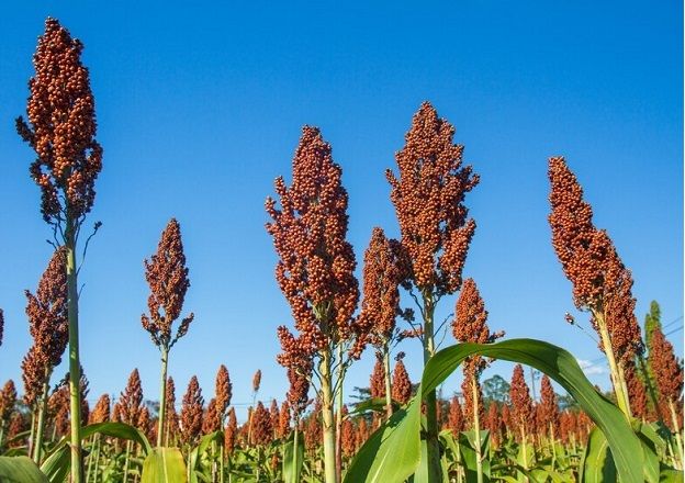 Укрепляем и увлажняем волосы экстрактом семян киноа